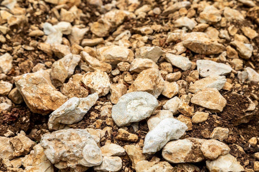 Mallorca: El Terroir que da Alma a sus vinos
