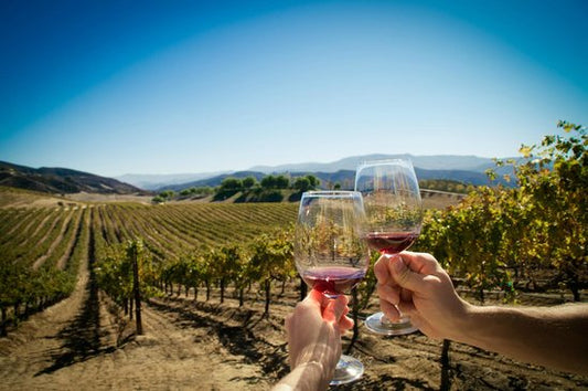 cata de vinos en un viñedo