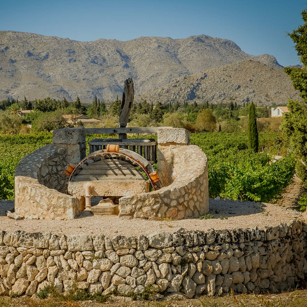Antiguo pozo de piedra restaurado en medio de los viñedos de Bodegas Can Vidalet, en Pollença, Mallorca. La estructura circular de piedra, con poleas y una base artesanal, se alza entre hileras de vides verdes y árboles mediterráneos. Al fondo se aprecian las montañas de la Serra de Tramuntana bajo un cielo azul despejado. La imagen transmite la conexión entre tradición, paisaje rural mallorquín y la herencia vinícola artesanal de Can Vidalet.
