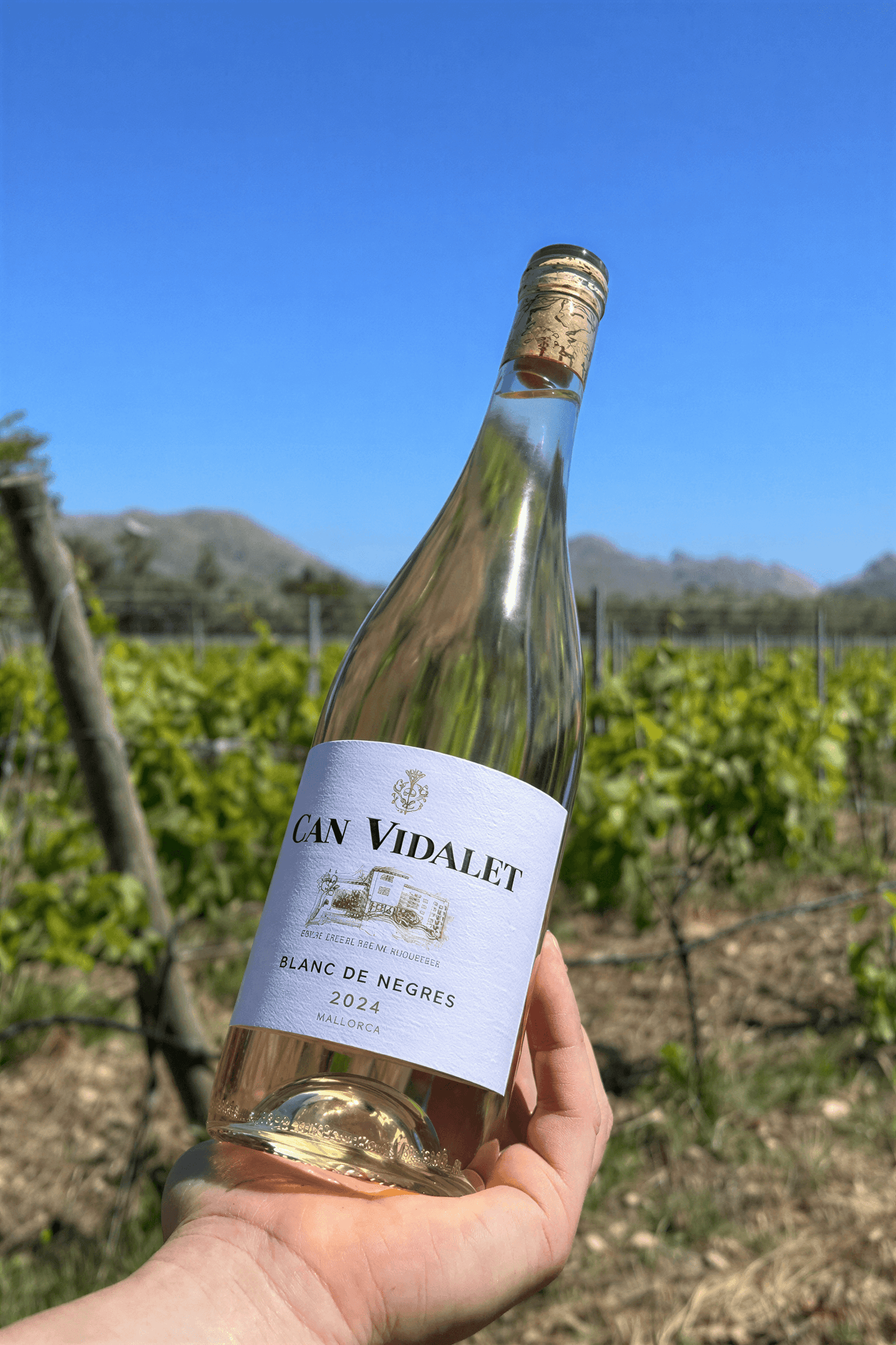 Persona sosteniendo una botella de vino Can Vidalet Blanc de Negres 2024 en un viñedo de Mallorca, con cielo azul y montañas de fondo.