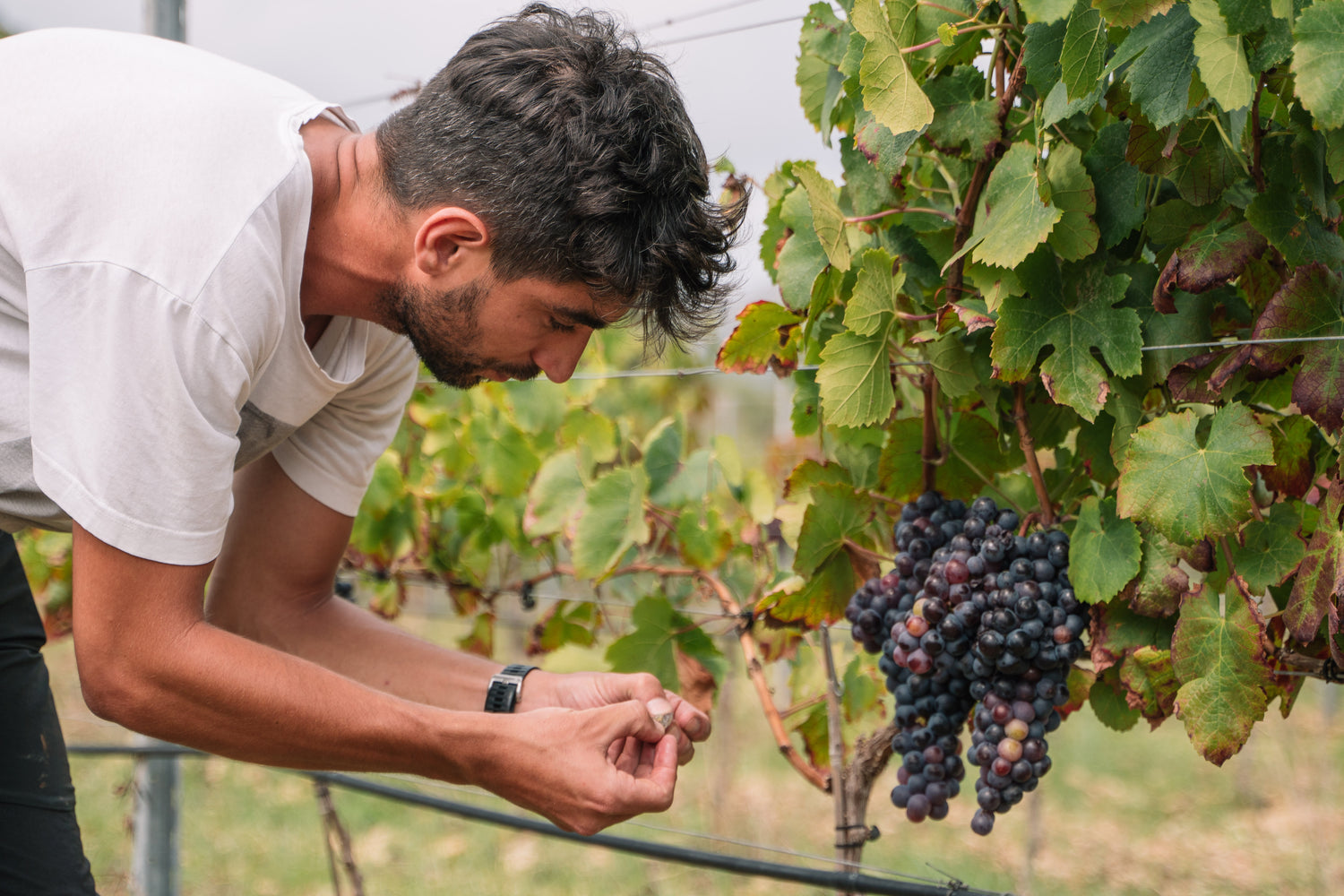 Enólogo de Bodegas Can Vidalet inspeccionando un racimo de uvas maduras en una plantación de Can Vidalet, en Pollença, Mallorca. La imagen muestra el proceso artesanal y cuidadoso de control de calidad durante la vendimia, símbolo del compromiso de la bodega con la viticultura sostenible y la producción de vino ecológico mallorquín.