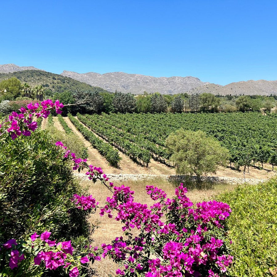 Vista panorámica del viñedo de Bodegas Can Vidalet en Pollença, Mallorca. En primer plano, flores de buganvilla de color fucsia enmarcan los surcos de viñas verdes que se extienden hasta el horizonte. Al fondo, se observan montañas mallorquinas bajo un cielo azul intenso. La imagen refleja la belleza natural, el clima mediterráneo y la tradición vitivinícola artesanal de la bodega mallorquina Can Vidalet.
