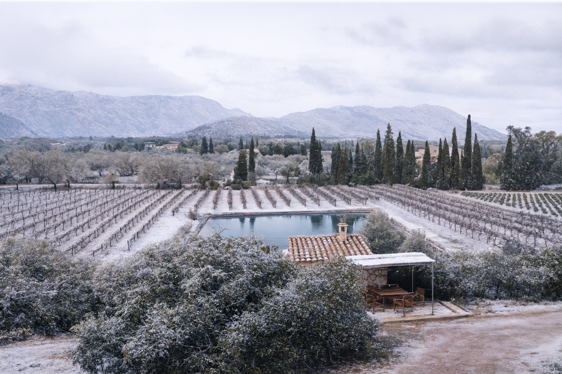 Vista invernal de la Bodega Can Vidalet en Mallorca: viñedos cubiertos por una fina capa de nieve, un estanque central, una pequeña caseta de piedra y al fondo las montañas de la Serra de Tramuntana bajo un cielo nublado.