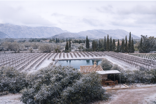 Vista invernal de la Bodega Can Vidalet en Mallorca: viñedos cubiertos por una fina capa de nieve, un estanque central, una pequeña caseta de piedra y al fondo las montañas de la Serra de Tramuntana bajo un cielo nublado.