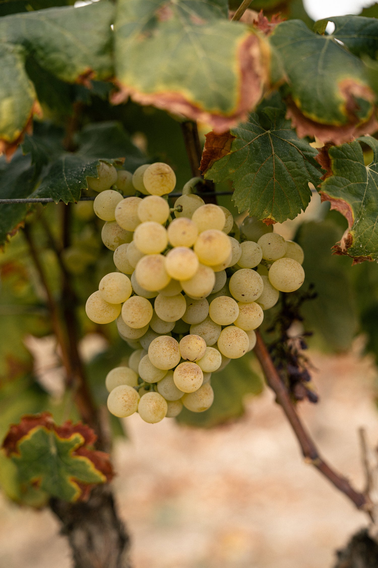 Racimo de uvas blancas brillando con tonos dorados. Simboliza la frescura, la elegancia y la pureza de los vinos blancos de Can Vidalet.