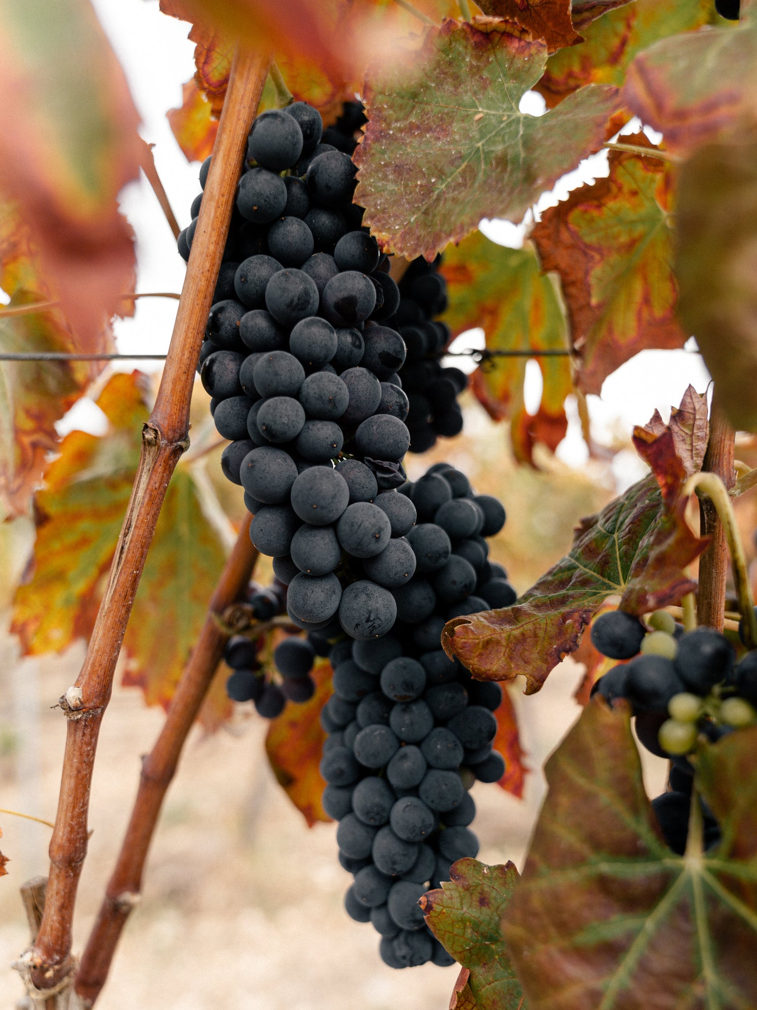 Racimo de uvas tintas maduras; representando la fuerza, la profundidad y el carácter de los vinos tintos de Can Vidalet.