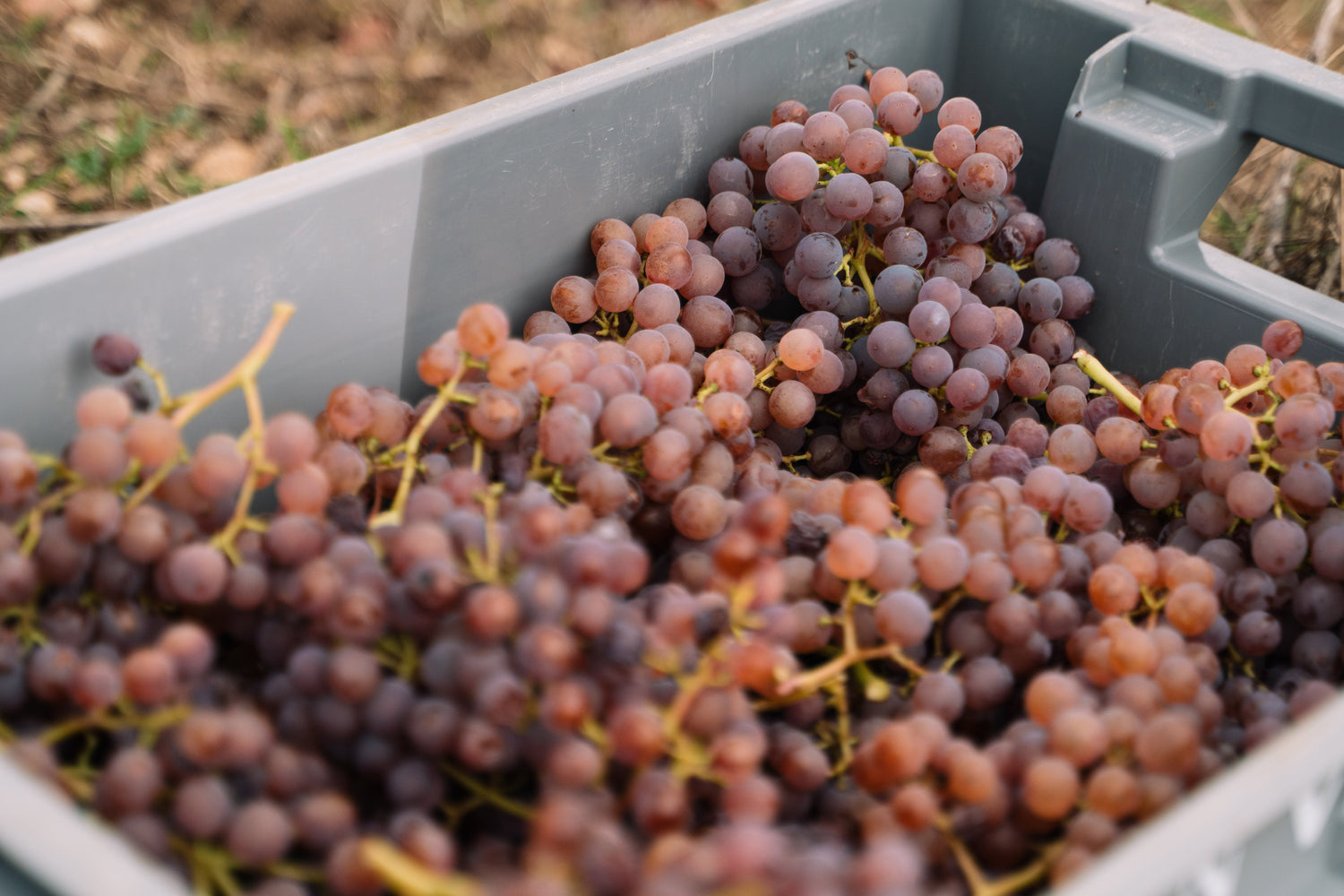 Una caja llena de uvas de Merlot, Callet, Syrah y Cabernet Sauvignon con las que elaboramos nuestro Blanc de negres.
