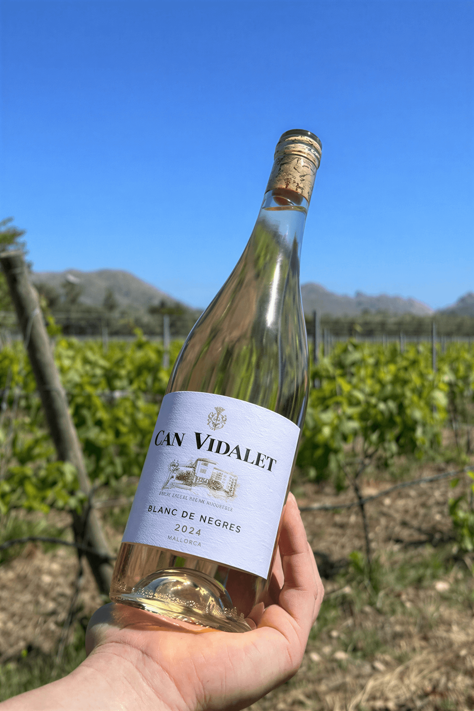 White from Negres 2024: white wine from red grapes – Bodegas Ca'n White from Negres 2024: white wine from red grapes – Bodegas Ca'n