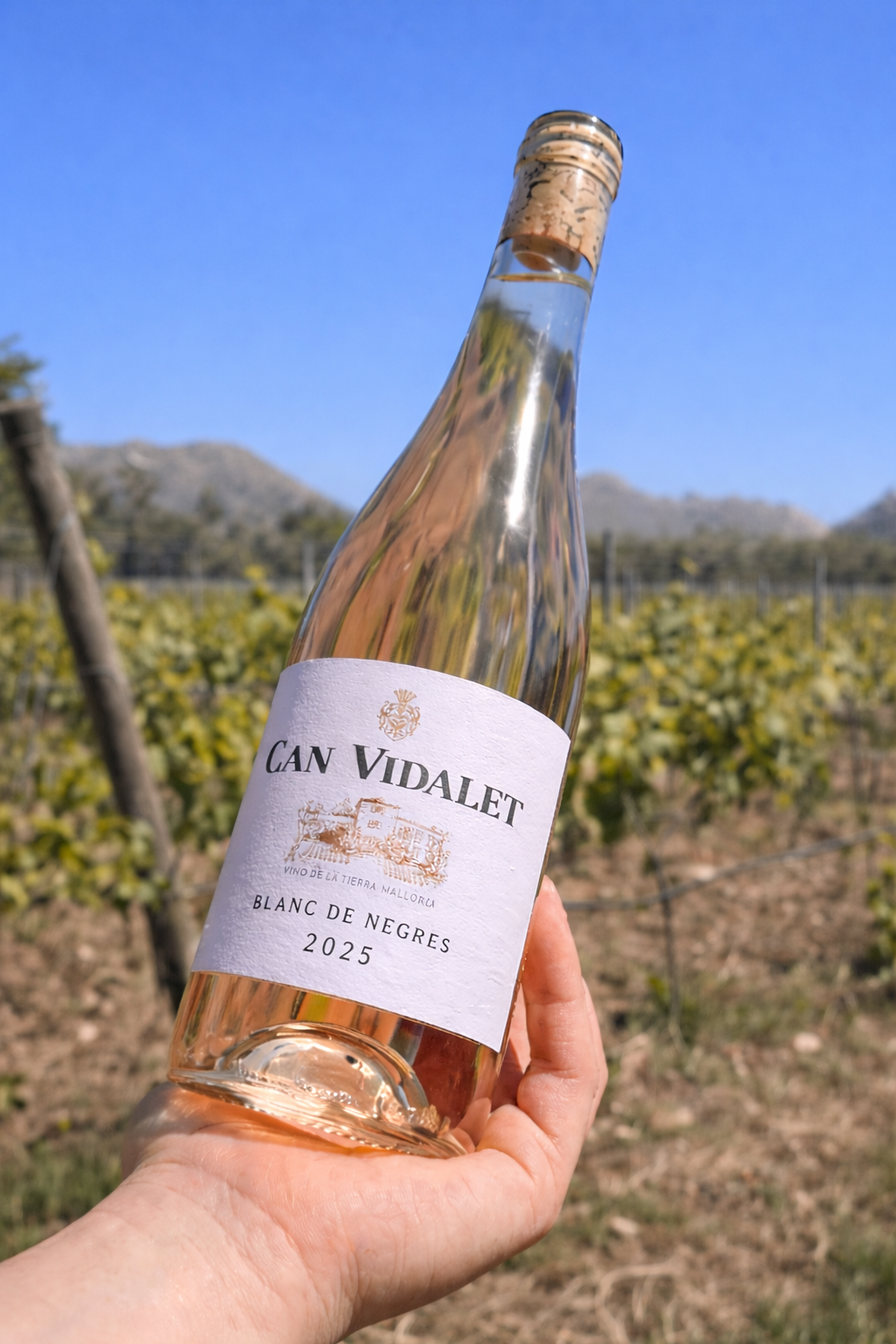 Botella de Blanc de Negres 2025 de Bodegas Can Vidalet sostenida frente a los viñedos de Pollença, en la Serra de Tramuntana (Mallorca), un vino rosado ecológico con carácter mediterráneo.