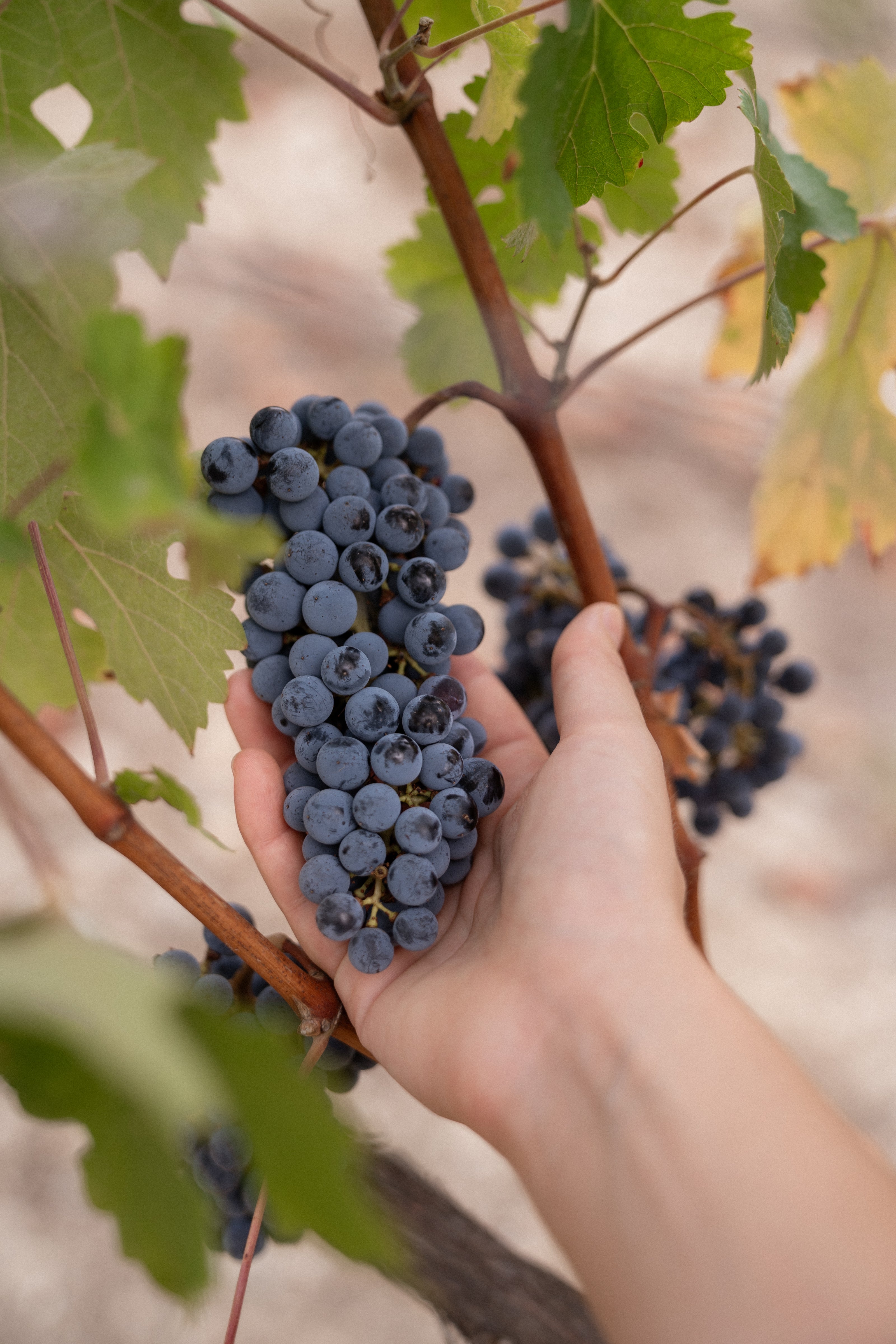 Mano sosteniendo un racimo de uvas tintas maduras en una vid de los viñedos de Can Vidalet, en Mallorca. La imagen resalta la calidad artesanal y el cuidado manual en la vendimia, símbolo del compromiso de la bodega con la viticultura sostenible y la producción de vinos ecológicos mallorquines.