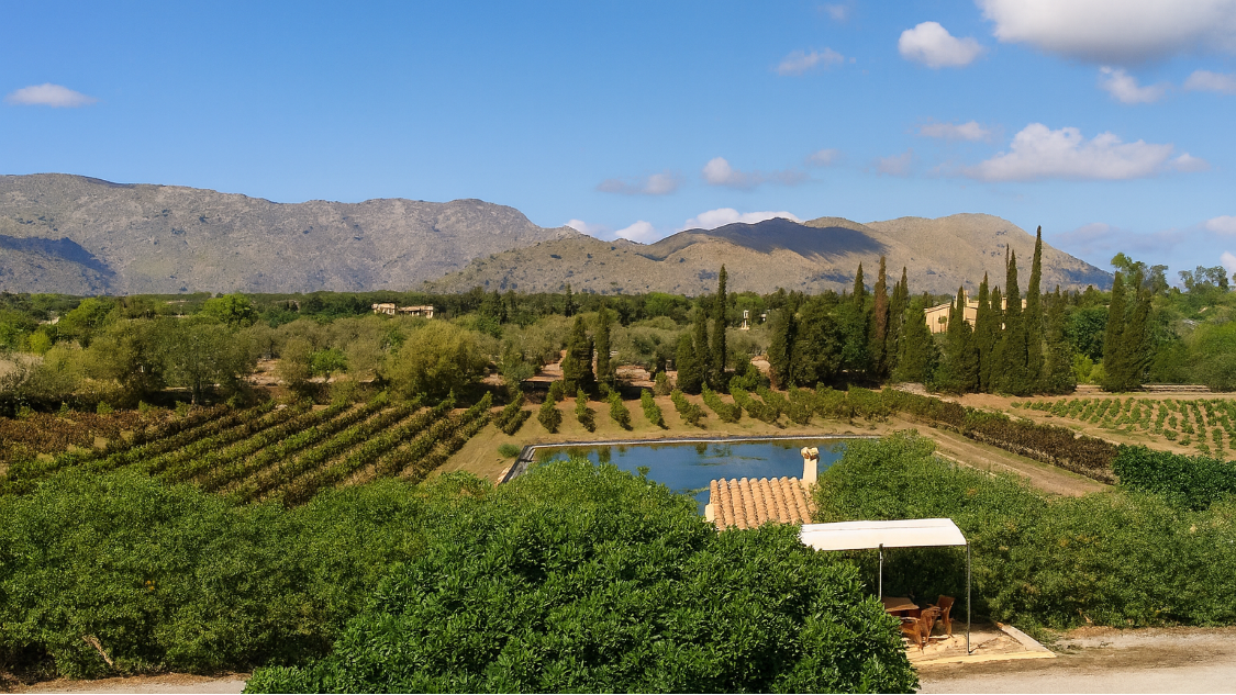 Vista panorámica de los viñedos de la bodega Can Vidalet en Pollença, Mallorca, rodeados de cipreses, campos verdes y montañas bajo un cielo azul. La imagen refleja la armonía entre la naturaleza mallorquina y la viticultura artesanal, destacando el entorno sostenible donde se cultivan las uvas para los vinos Can Vidalet.