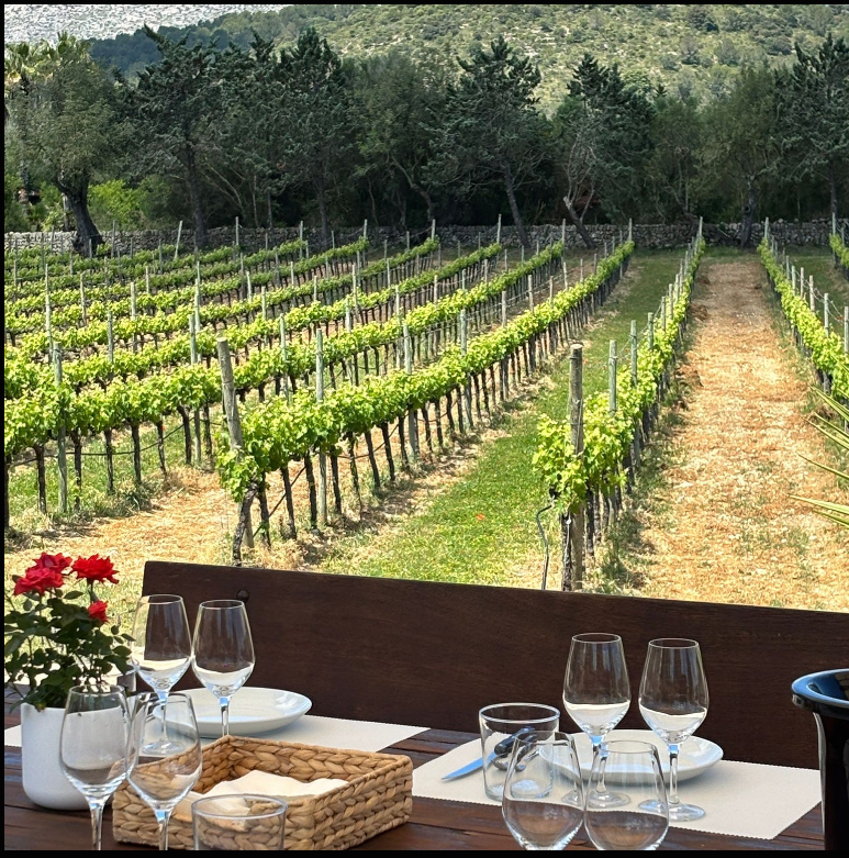 Outdoor wine tasting table with glasses and tapas overlooking green vineyard rows in Mallorca at Can Vidalet winery.