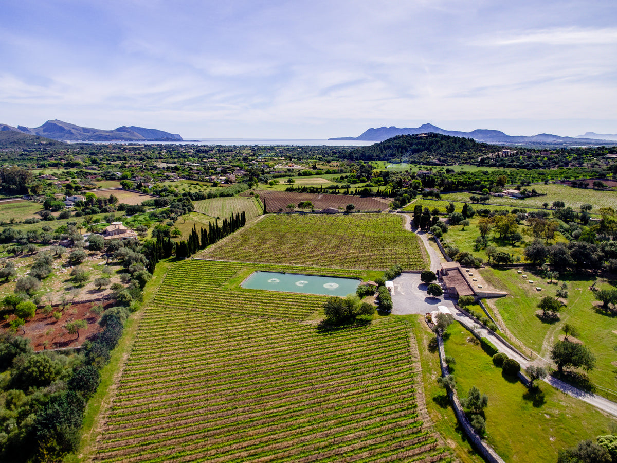 Aerial view of Bodegas Can Vidalet and its vineyards in Pollença, Mallorca, with the Serra de Tramuntana in the background.