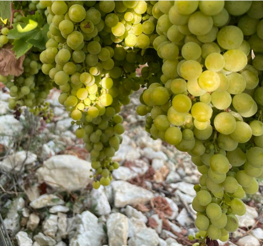 White grapes growing in the vineyards of Can Vidalet in Mallorca on stony soil.