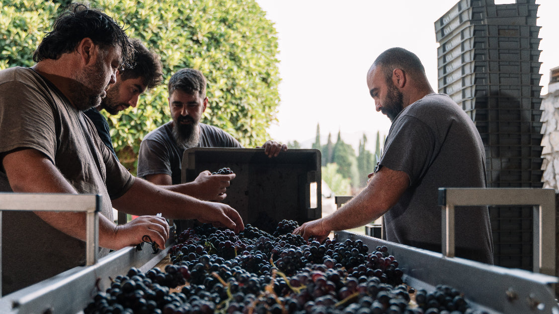 Equipo de la bodega Can Vidalet seleccionando manualmente racimos de uva durante la vendimia en Mallorca. La imagen muestra el cuidado artesanal en la elaboración del vino, destacando la dedicación y precisión en la selección de las mejores uvas para garantizar la máxima calidad en cada cosecha.