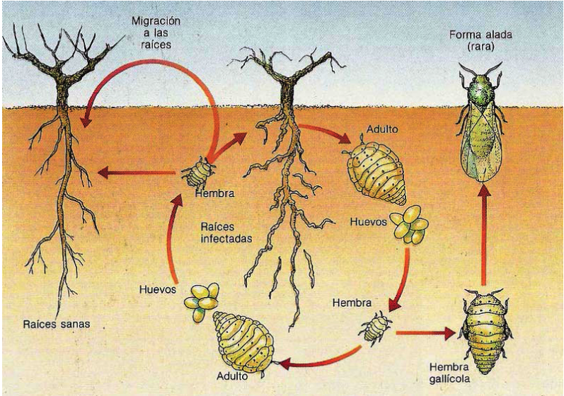 Ciclo de la plaga de la filoxera